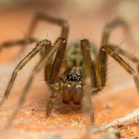 Goode Spider Control Brisbane image 2